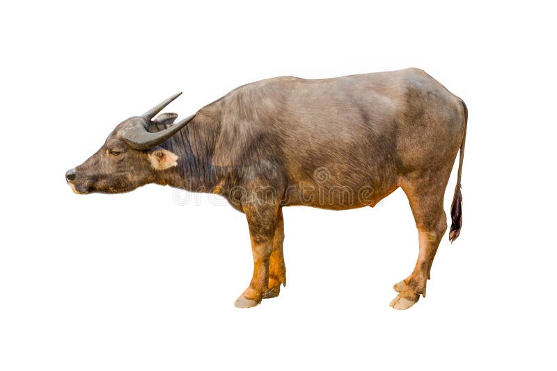 Buffalo που απομονώνεται στο άσπρο ταϊλανδικό Buffalo υποβάθρου στο άσπρο Buffalo υποβάθρου στην Ταϊλάνδη διανυσματική απεικόνιση